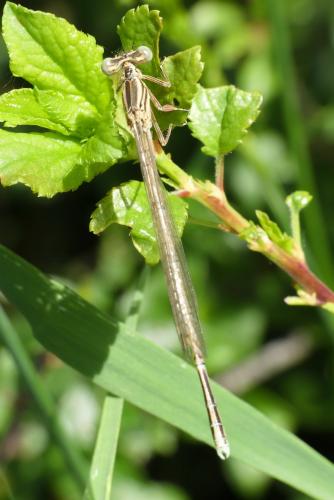 Platycnemis pennipes